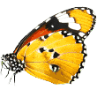 https://boopsandbleps.com/wp-content/uploads/2019/08/butterfly.png